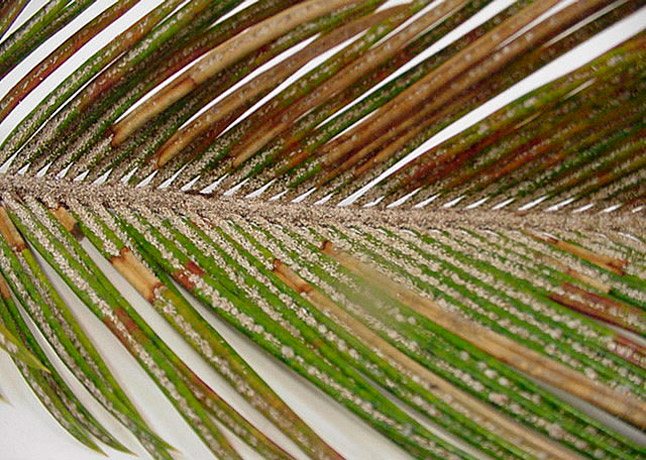 areca palm skadedjur