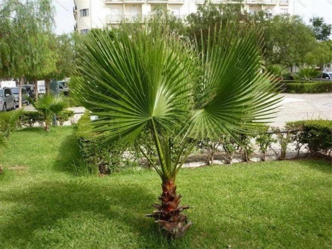 Palma trachikarpus расте в градината снимка