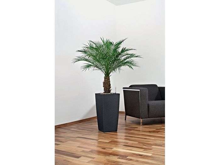 palm tree in pots