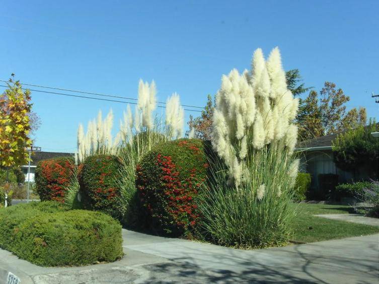 Pampas grass. Why is it interesting?