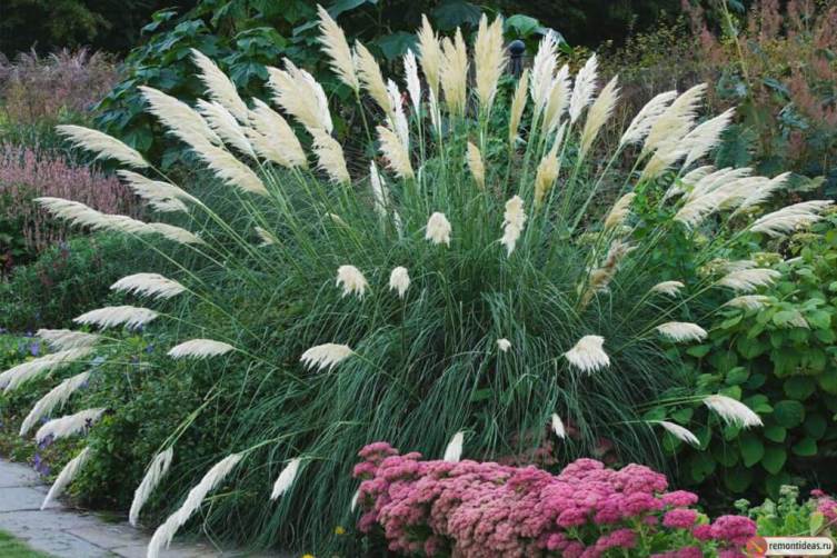 Pampas grass. How is it interesting?