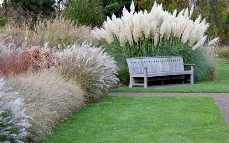 Pampas grass. Why is it interesting?