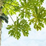 Папаята е растение, подобно на палмово дърво с издълбани листа