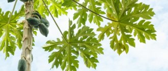 Папая - растение, подобно на палмово дърво с издълбани листа