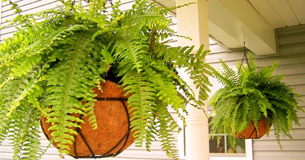 indoor fern how to plant