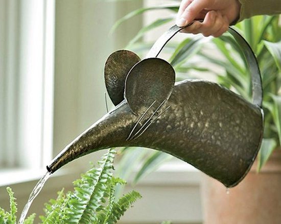 Fern nephrolepis: a versatile solution for any interior