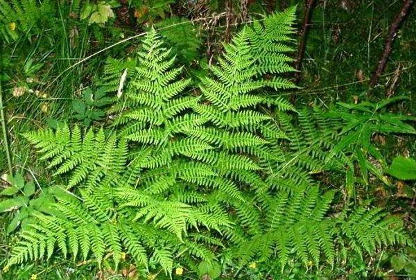 Fern growing in nature
