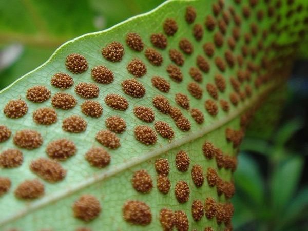 Fern reproduces only by spores