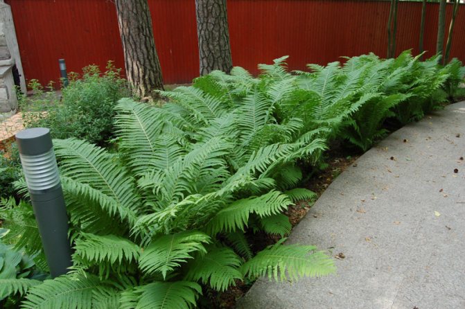 Fern garden planting and care photo