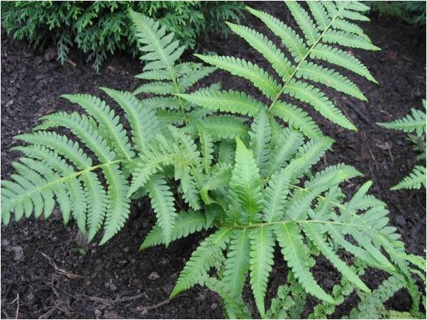 Fern garden planting and care photo