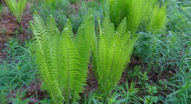 Fern ostrich - reproduction by dividing the bush