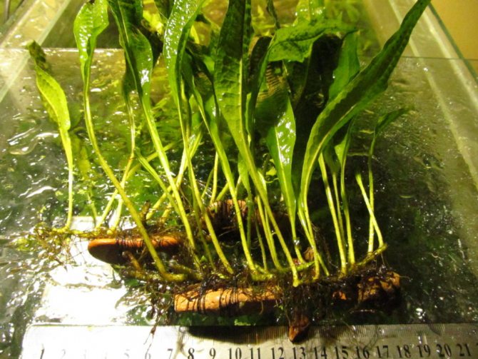 جذور السرخس التايلاندية الجناحية. كيف تزرع في عقبة