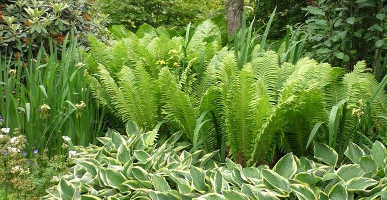 Ferns are often used for landscape decoration.
