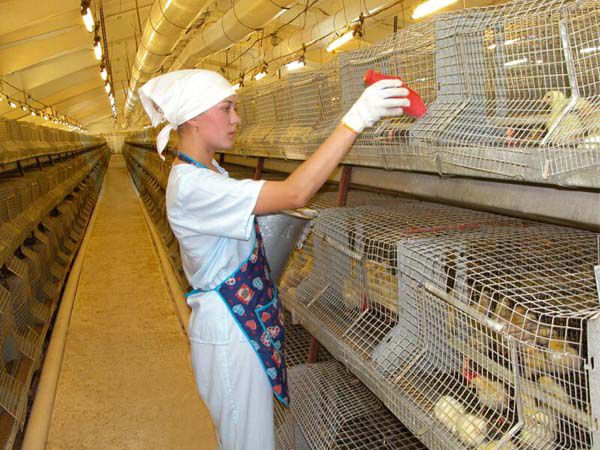 Paramikrovirus kan överföras genom fjäderfäarbetares kläder