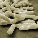 Kalvparatyphoid orsakas av bakterier i Salmonella-gruppen