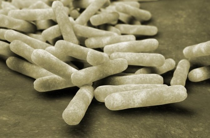 تتسبب بكتيريا مجموعة السالمونيلا في العجل نظير التيفوئيد