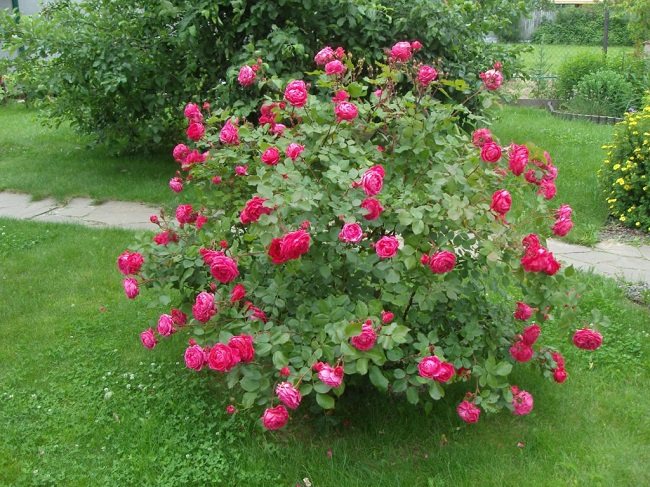 Паркови рози в страната
