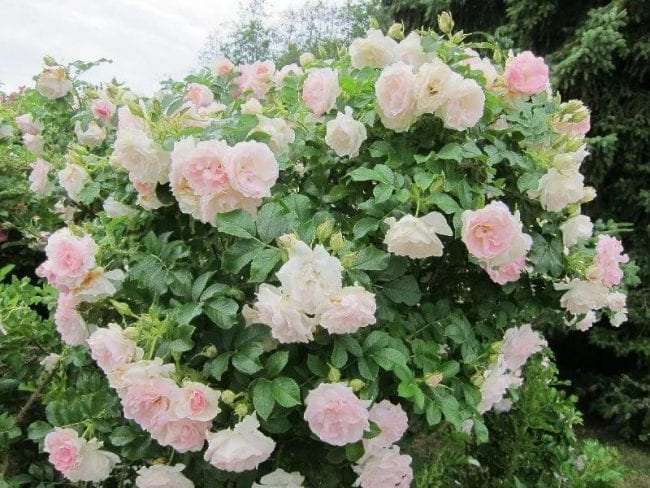 Ritausma park růže