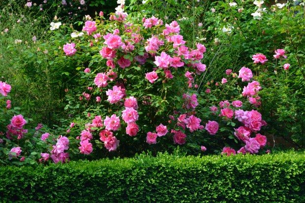 Bunga ros taman