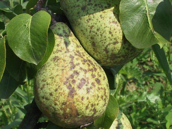 Pear scab