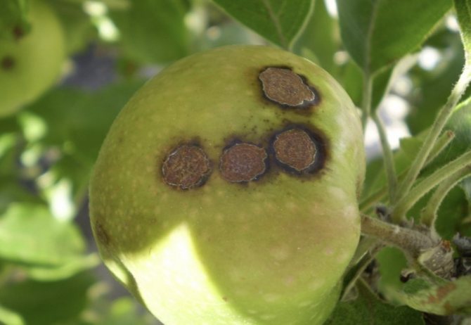 Scab on fruits