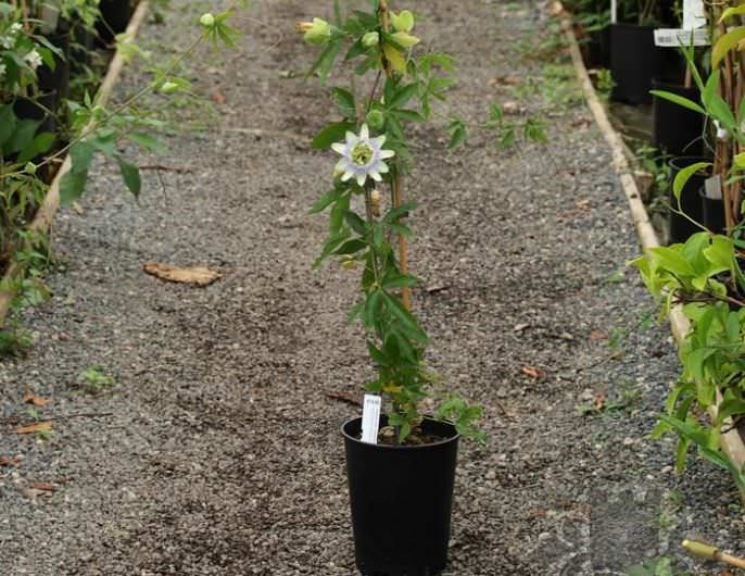 Passionflower dibiakkan secara vegetatif atau dengan bantuan biji.