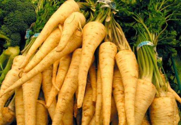 Parsnip plant: benefits and harms, application