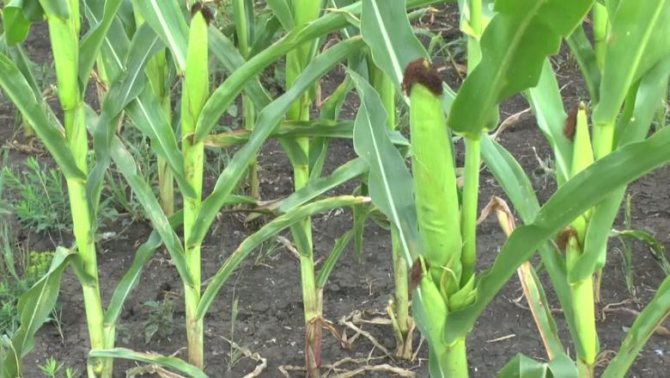 Grassing corn - removing the lower stems