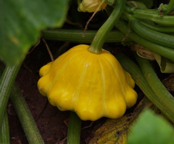 Squash varieties are the best