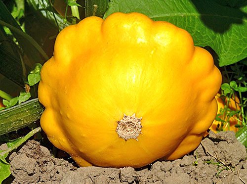 Squash varieties are the best