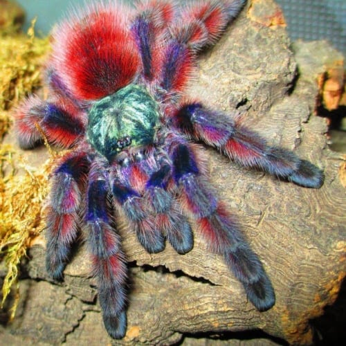 spider caribena versicolor