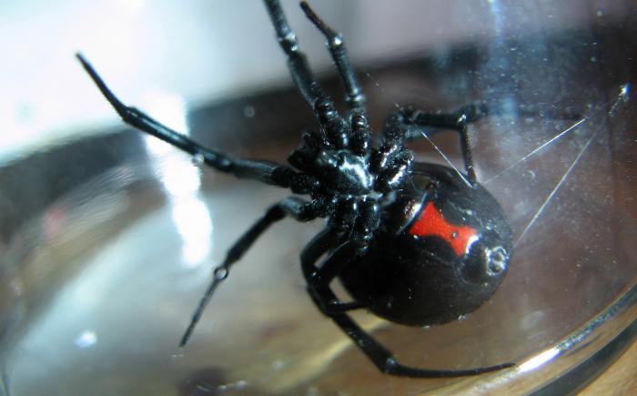 spider black widow bite