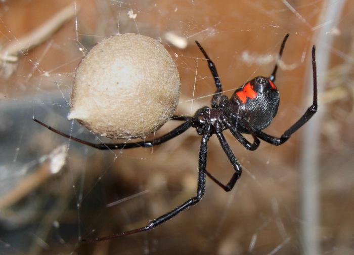păianjen negru văduvă în Rusia