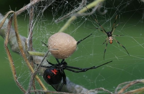 Spider svart änka