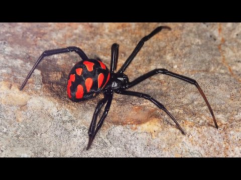 Spider Karakurt eller Black Widow
