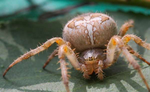 Pavoučí kříž | Co říká hmyz