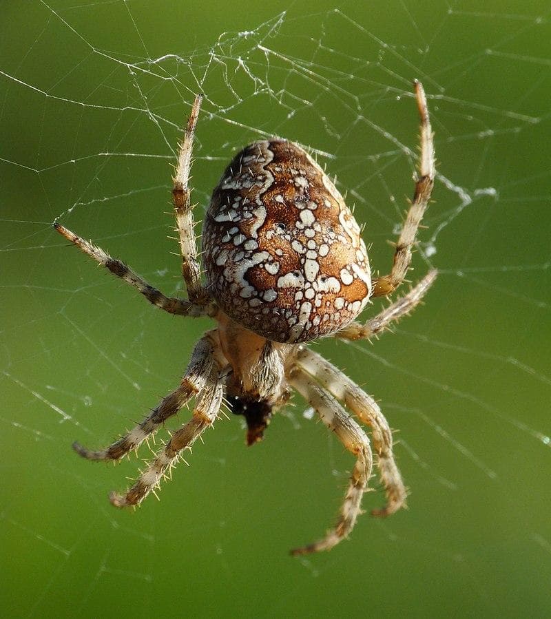 Spider-cross? ️ - beskrivning av den interna och externa strukturen