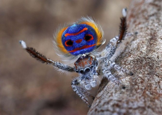 Spider peacock