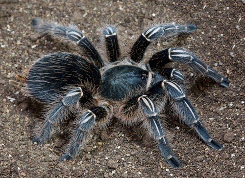 spider ng tarantula mula sa gitnang america