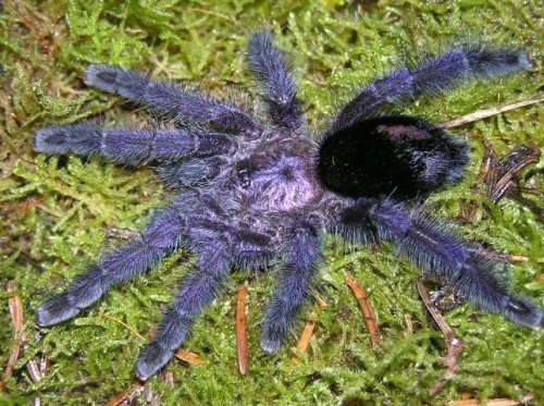 spider purple tarantula