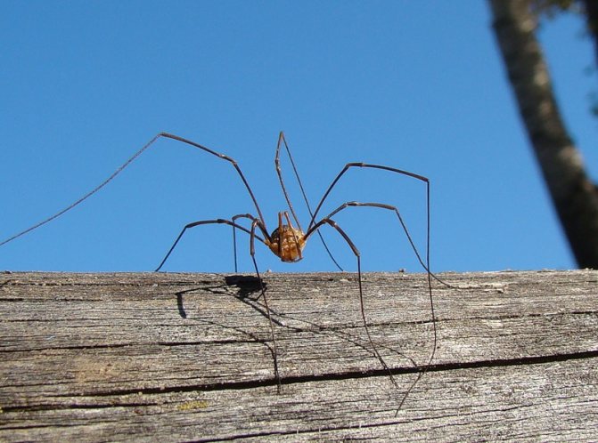 Haymaker spider