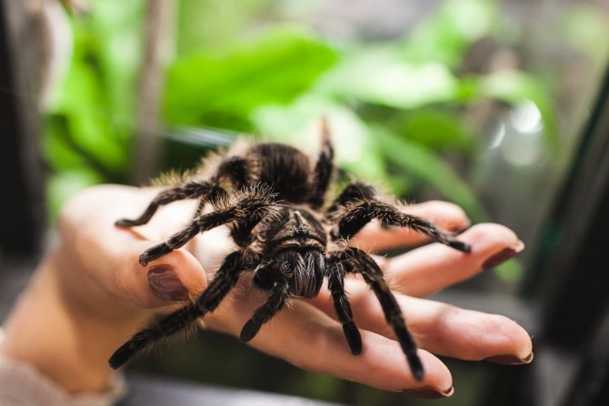 Spindel i handen