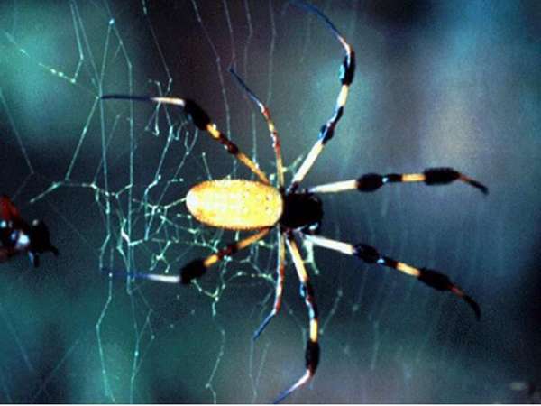عنكبوت من الذهب العنكبوت (Nephila sp.) صور خلفية عنكبوت مفصليات الأرجل ، عنكبوت ...