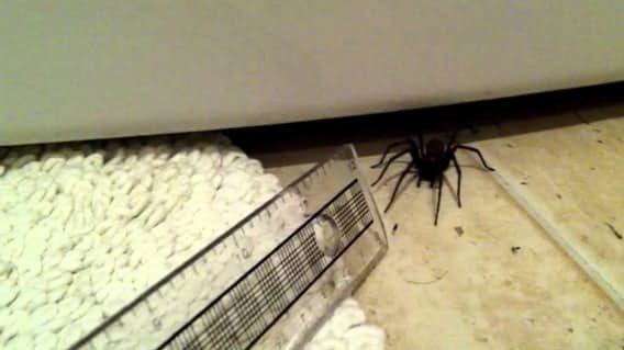 A spider can be found almost everywhere entertaining facts, insects, spiders, fears of nature