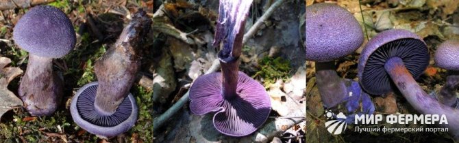 Webcap purple photo