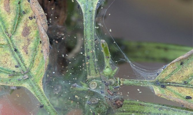 Spider mite and control measures