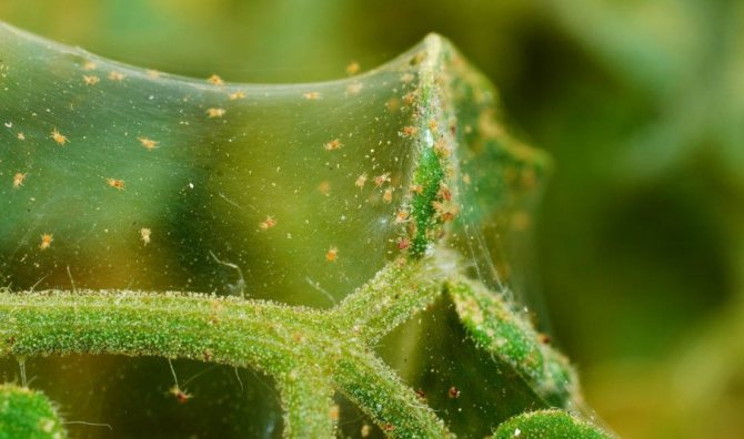 Acarianul păianjenului pe pepeni verzi