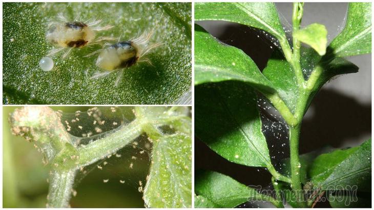 Spindelmider på inomhusplantor och blommor: hur man hanterar det och blir av med det länge?