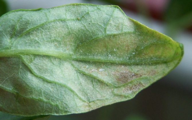 Spider mite on a hibiscus leaf