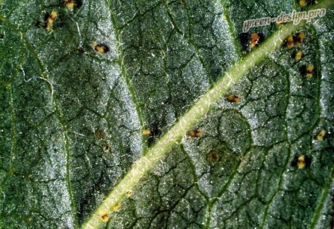 Spider mite on a leaf